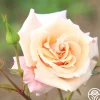 Heirloom Roses Serendipity™ Clearance