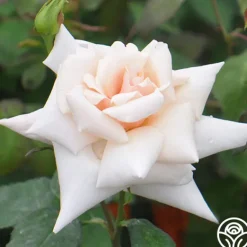 Heirloom Roses Serendipity™ Clearance