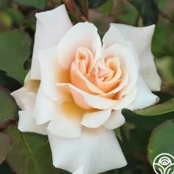 Heirloom Roses Serendipity™ Clearance