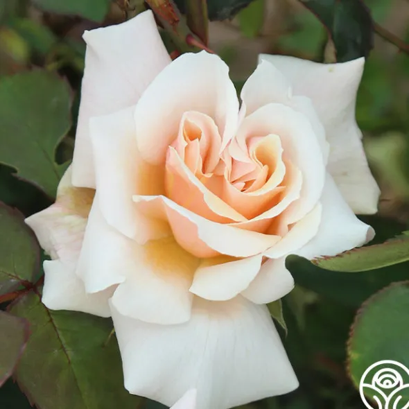 Heirloom Roses Serendipity™ Clearance