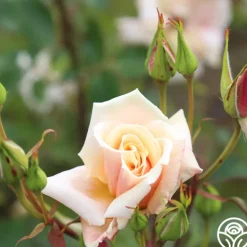 Heirloom Roses Serendipity™ Clearance