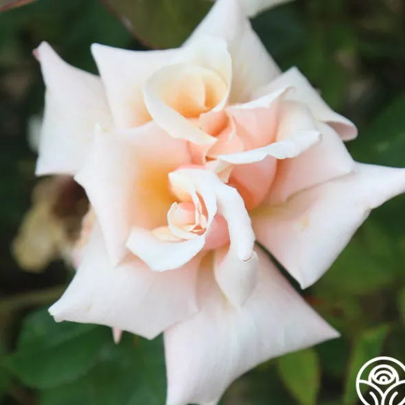 Heirloom Roses Serendipity™ Clearance