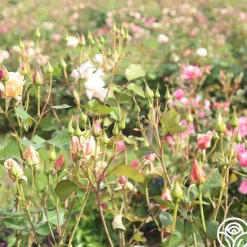 Heirloom Roses Serendipity™ Clearance
