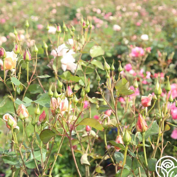 Heirloom Roses Serendipity™ Clearance