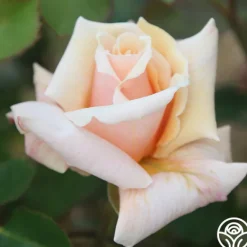 Heirloom Roses Serendipity™ Clearance