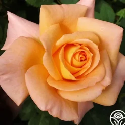 Heirloom Roses Seventh Heaven New
