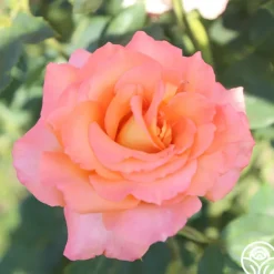 Heirloom Roses Seventh Heaven New