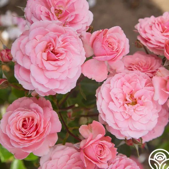 Heirloom Roses Sexy Rexy® New