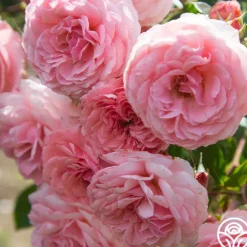 Heirloom Roses Sexy Rexy® New