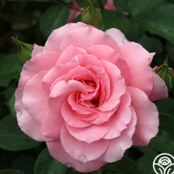 Heirloom Roses Sexy Rexy® New