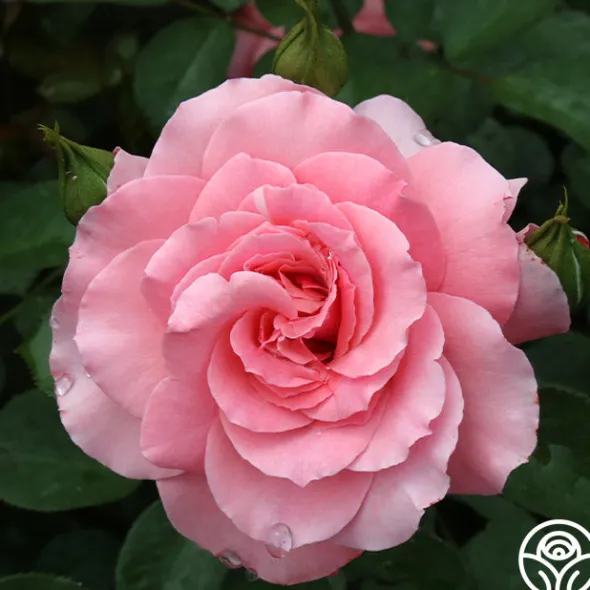 Heirloom Roses Sexy Rexy® New