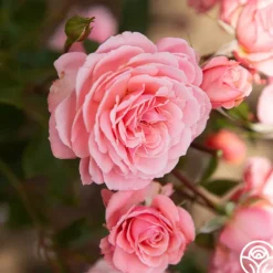 Heirloom Roses Sexy Rexy® New