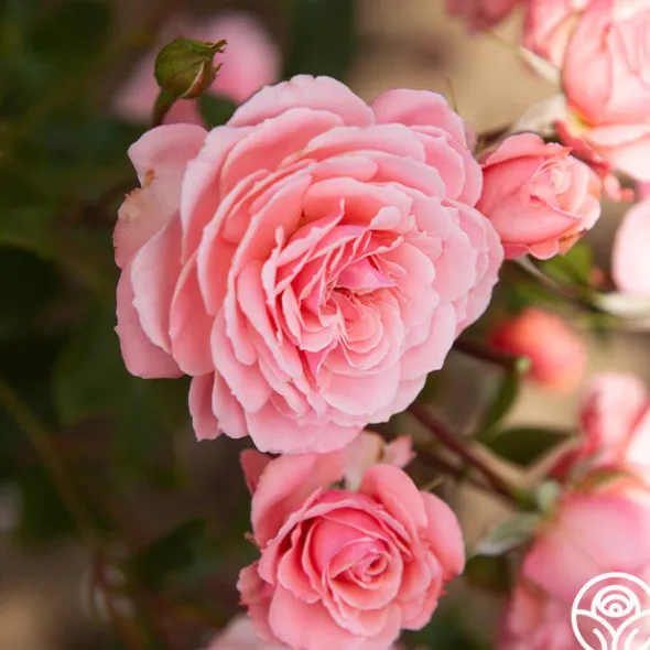 Heirloom Roses Sexy Rexy® New
