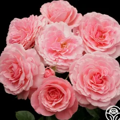 Heirloom Roses Sexy Rexy® New