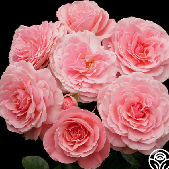 Heirloom Roses Sexy Rexy® New