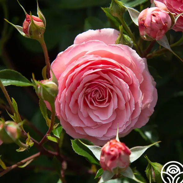 Heirloom Roses Sexy Rexy® New