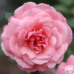 Heirloom Roses Sexy Rexy® New