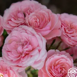 Heirloom Roses Sexy Rexy® New
