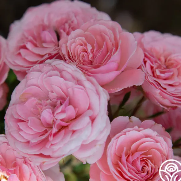 Heirloom Roses Sexy Rexy® New