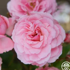 Heirloom Roses Sexy Rexy® New
