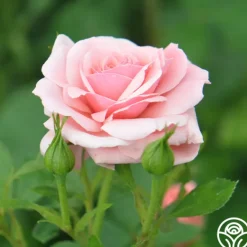 Heirloom Roses Sexy Rexy® New