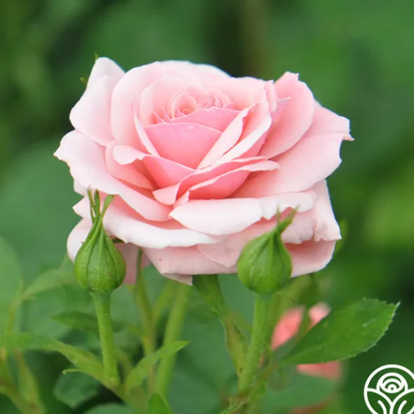 Heirloom Roses Sexy Rexy® New