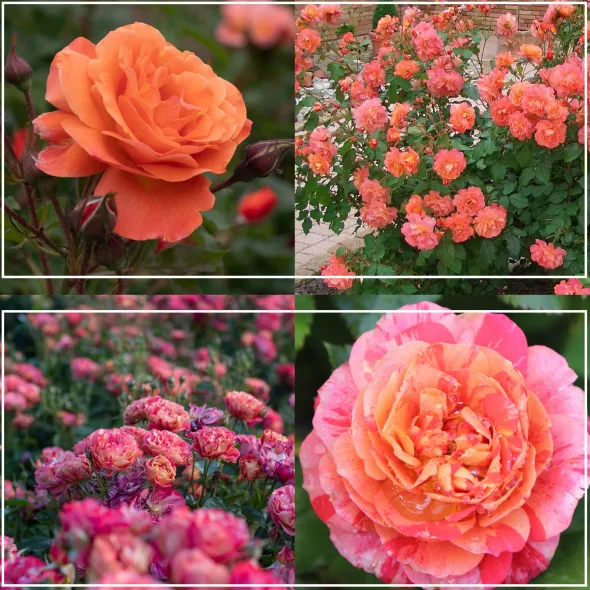 Heirloom Roses Shade-Tolerant Collection Sale