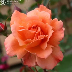 Heirloom Roses Shade-Tolerant Collection Sale