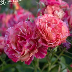 Heirloom Roses Shade-Tolerant Collection Sale