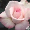 Heirloom Roses Sheer Bliss