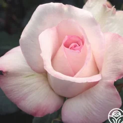 Heirloom Roses Sheer Bliss