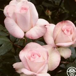 Heirloom Roses Sheer Bliss