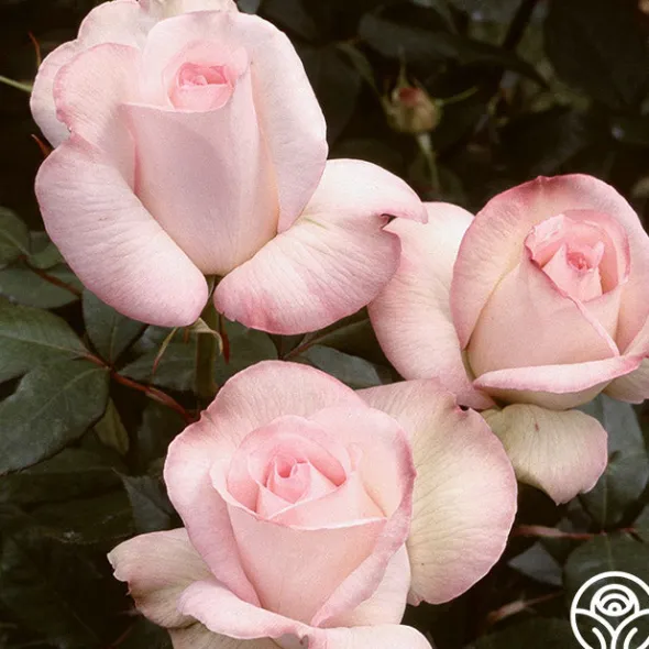 Heirloom Roses Sheer Bliss