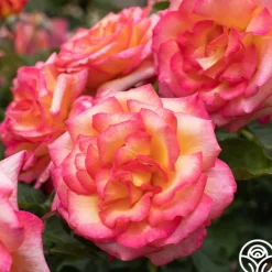 Heirloom Roses Sheila's Perfume