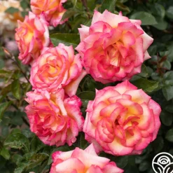 Heirloom Roses Sheila's Perfume