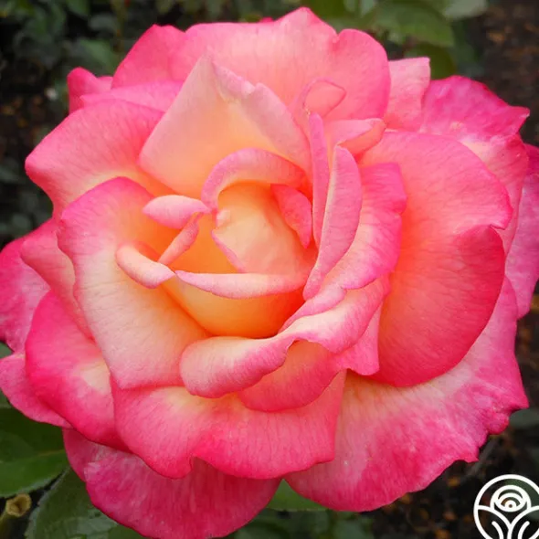 Heirloom Roses Sheila's Perfume