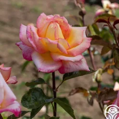 Heirloom Roses Sheila's Perfume