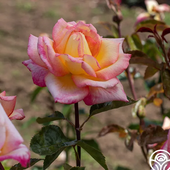 Heirloom Roses Sheila's Perfume