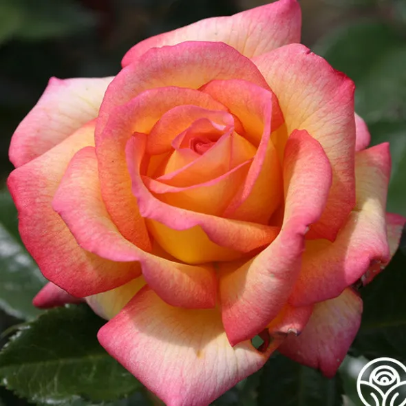 Heirloom Roses Sheila's Perfume