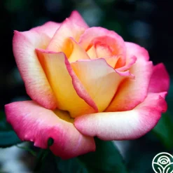 Heirloom Roses Sheila's Perfume