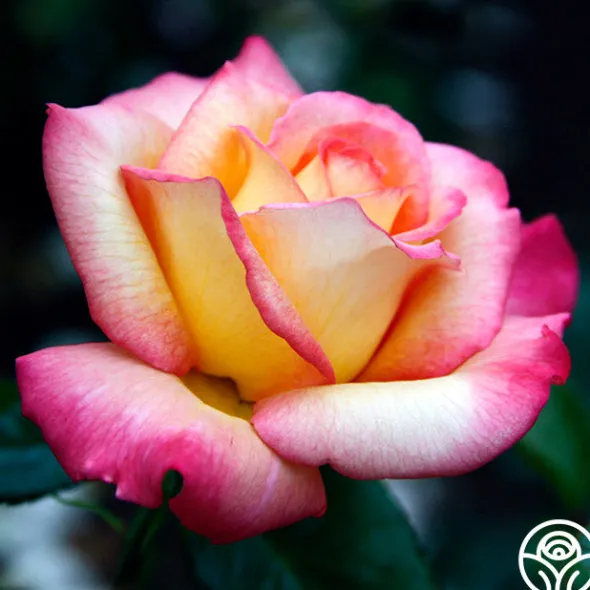 Heirloom Roses Sheila's Perfume