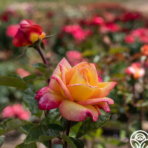 Heirloom Roses Sheila's Perfume