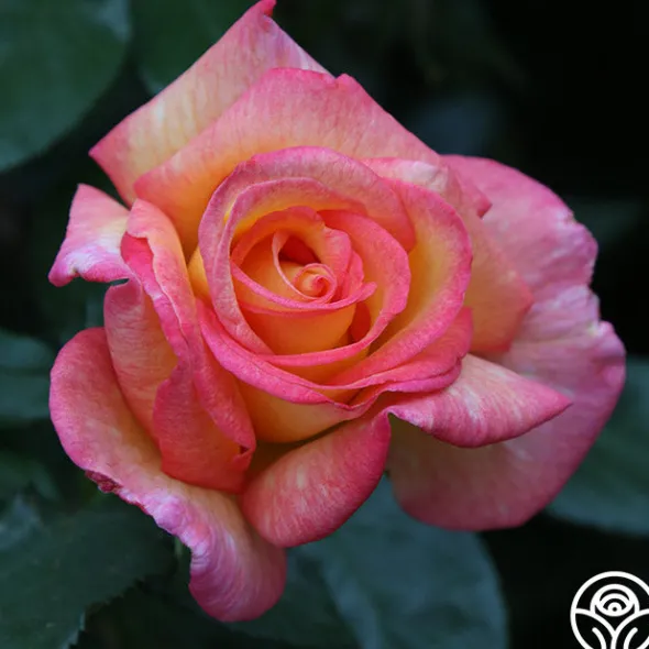 Heirloom Roses Sheila's Perfume