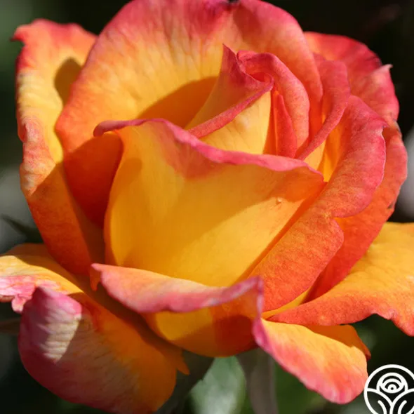 Heirloom Roses Sheila's Perfume