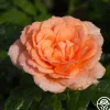 Heirloom Roses Shining Light™ Online