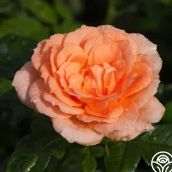 Heirloom Roses Shining Light™ Online