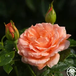 Heirloom Roses Shining Light™ Online