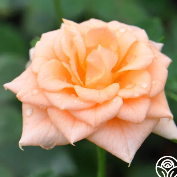 Heirloom Roses Shining Light™ Online