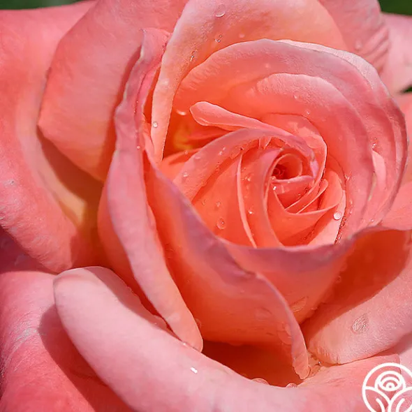 Heirloom Roses Silver Jubilee® Online