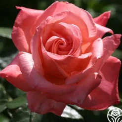 Heirloom Roses Silver Jubilee® Online